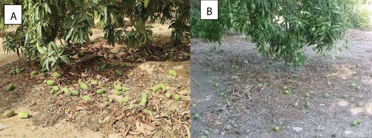 Image field of the effect of heat stress on mango trees (A and B).