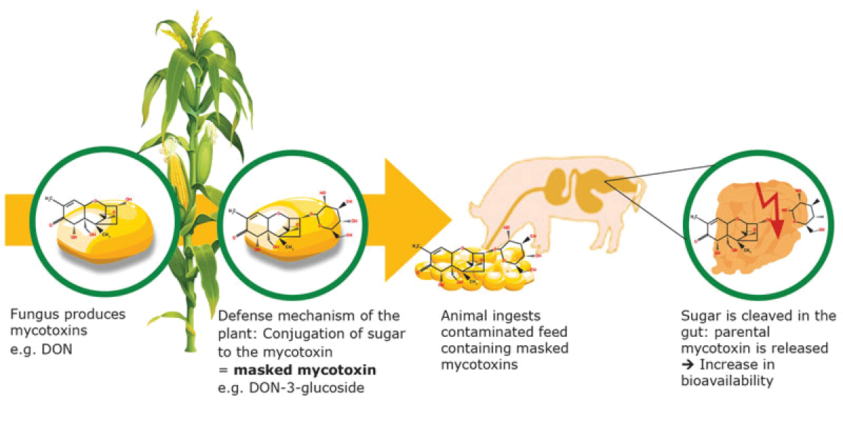 The fate of mycotoxins from production through the creation of masked mycotoxins to return to the original mycotoxin form. Source: Biomin 2021